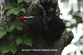 蛇偷占了啄木鸟的窝，啄木鸟疯了，狂啄蛇！结局太让人意外！视频封面