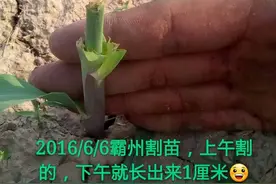传疯了，玉米割苗后能够增产20%？是真是假图片