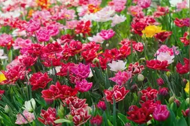 一首伤感情歌《你是我想爱又不能爱的人》好听极了