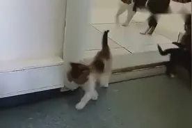 怀孕猫咪走失了两个月，没想到今天拖家带口又回来了视频封面
