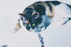 当萌宠遇到高级珠宝 猫咪是否能继续保持高冷？图片