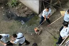 比特犬咬主人刚击毙又现土狗发狂咬主人图片