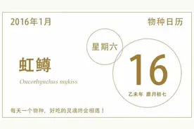 我是虹鳟，别叫我“淡水三文鱼”！图片