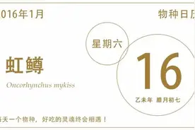 我是虹鳟，别叫我“淡水三文鱼”！图片