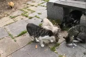 网友给公园里的流浪猫牛奶喝，猫咪超快喝完