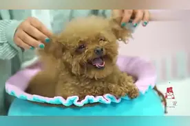 狗狗的荷叶狗窝测试！