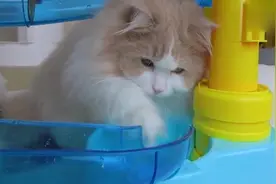 主人给猫咪弄了个水上乐园，猫咪们好奇玩水的样子，简直萌化了视频封面