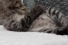 我知道我真的很萌，但是你也不能天天拍人家啊，人家害羞