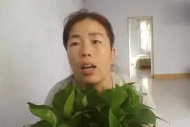 给绿萝换盆，换一盆死一盆？跳过这3个坑，绿萝蹭蹭长！视频封面