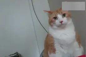猫老大开启狂轰乱炸模式：起床了，太阳晒屁股了！视频封面