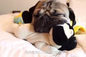 关于狗狗鼻子的冷知识，你知道多少？简直就像开启了新的世界大门视频封面