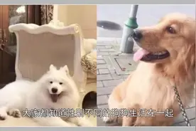 萨摩耶被金毛办了，生下一只独子，却让宠主改变了当初的想法！视频封面