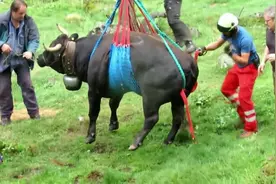 强壮的公牛被直升机吊走，这头牛可以吹一辈子牛了视频封面