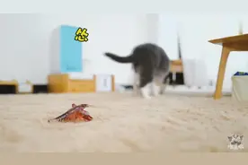 猫咪初次见到小龙虾，兴奋的大战了一场，最后龙虾成了盘中餐视频封面
