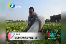 郏县惊现140斤巨型冬瓜！菜农：看着喜人却没人愿意买！视频封面