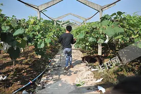 脑瘫青年一人挑起8亩葡萄园 葡萄滞销妹妹学费咋办 你愿帮他吗?图片