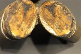 1900年的英国军用牛肉罐头，小伙拆开就开吃，网友不怕拉肚子视频封面
