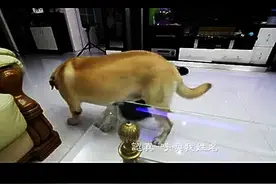 小狗看到主人晕倒的反应图片