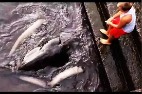 小男孩在湖中钓到一条巨无霸海怪，接着他做出的举动让人目瞪口呆图片