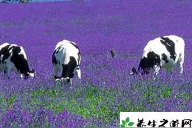 新晋奶爸为孩子口粮养牛？疯狂背后的反思！图片