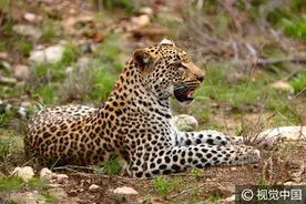 凶猛猎豹温柔对待捕获羚羊——上演柔情的陷阱图片