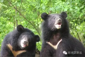 神拳无敌，老汉跟熊玩拳击！网友见面，七个闺蜜来作伴！旧爱新欢，娱乐圈中“负心汉”！精彩尽在《郎闲芝麻盐》！图片