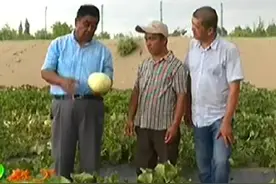 他和哈密瓜的不解之缘图片