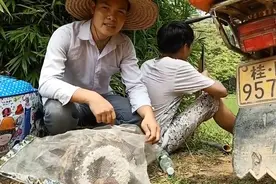 这样掏马蜂窝，安全，高效