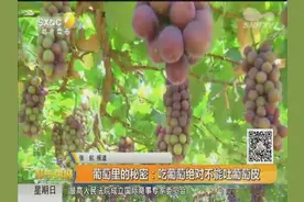 葡萄里的秘密：吃葡萄绝对不能吐葡萄皮