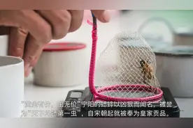 山东蟋蟀小镇：村民不打工不种田通宵抓蟋蟀，价比黄金一只十几万视频封面