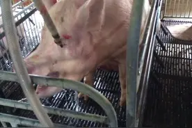 技术夏季应激造成猪喘气、食欲减退、免疫抑制甚至死亡，一整套方案解决!图片