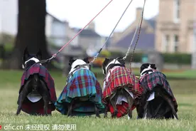 当苏格兰狗狗穿上苏格兰裙，它们的最炫民族风，那叫一个辣眼睛！图片