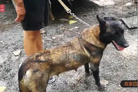 河南长垣狗市，能听懂人话的马犬，为何母狗没有公的卖得贵呢