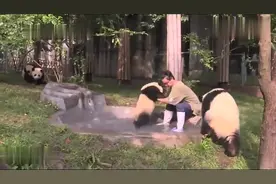 奶爸：瓜儿子们，快来洗澡了，大熊猫：熊家不要洗，额好吧我先来