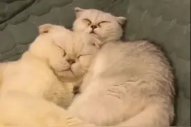 刘二豆像个小孩一样让瓜子给它讲故事，瓜子各种宠着它，好暖心！