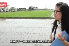 乡村这类野草，被村民称为“母猪刺”,全身是刺，竟可以治胆结石视频封面