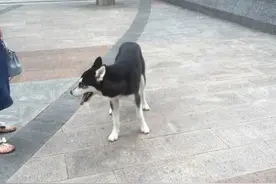 二哈与主人走丢后一脸懵逼，没想到被围观时还一脸乐呵呵的傻笑！图片