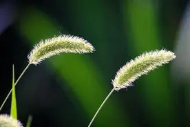民间故事：狗耕田。狗尾巴草与爱情有关！图片