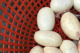 口味略重！白白的一颗颗椭圆形,营养丰富味道鲜美，谁知这是啥？图片