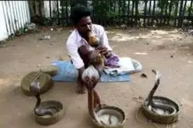 南印度 原汁原味的玩蛇人 被眼镜蛇咬一口也没事？