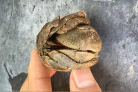 海边树洞发现一个圆球状的螃蟹，很喜欢但是也要放生图片