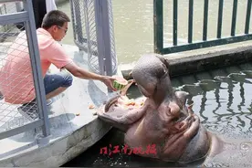 孵空调吃“冷饮” 动物们这样度盛夏图片