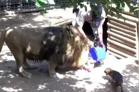 腊肠犬的胆子究竟有多大？敢从狮王嘴里抢肉吃，还大摇大摆的！图片
