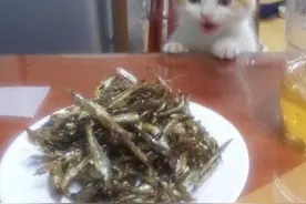 因为自己手短够不到小鱼干，猫咪独自生闷气，太口耐了！图片