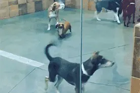 校花1000一小时，他兴奋地拿着兜里的20块哼着歌出门图片