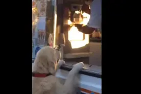 聪明的狗狗自己买点心，咬钱盒摇屁甩尾奔向冰淇淋车的样子萌翻了图片