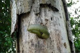 伟大的母爱！啄木鸟为保巢护子勇斗巨蛇数小时图片