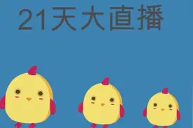 蛋壳之外孵小鸡 直播21天之血管初养成图片