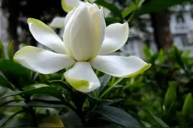 去留无意 荣辱不惊 依然那颗平常心图片