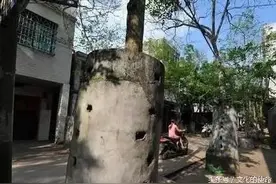 铜墙铁壁也保护不了种了半辈子的海黄树，盗伐者简直无孔不入!图片